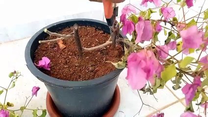 حل نهائي لأنعاش الاشجار اليابسه من خلال قشور الموز(اسرار الزراعة)