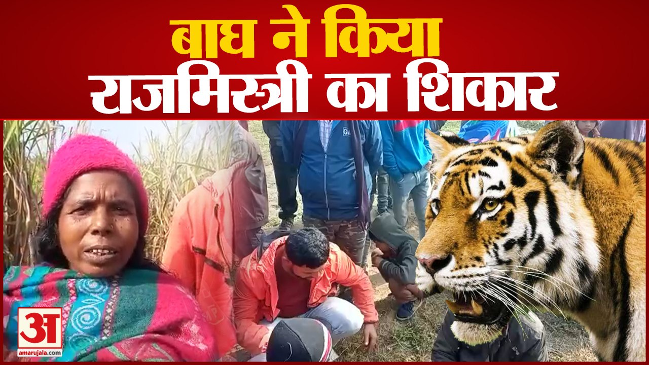 Pilibhit News : बाघ ने राजमिस्त्री का किया शिकार, बेहद बुरे हाल में मिला शव, इलाके में फैली दहशत