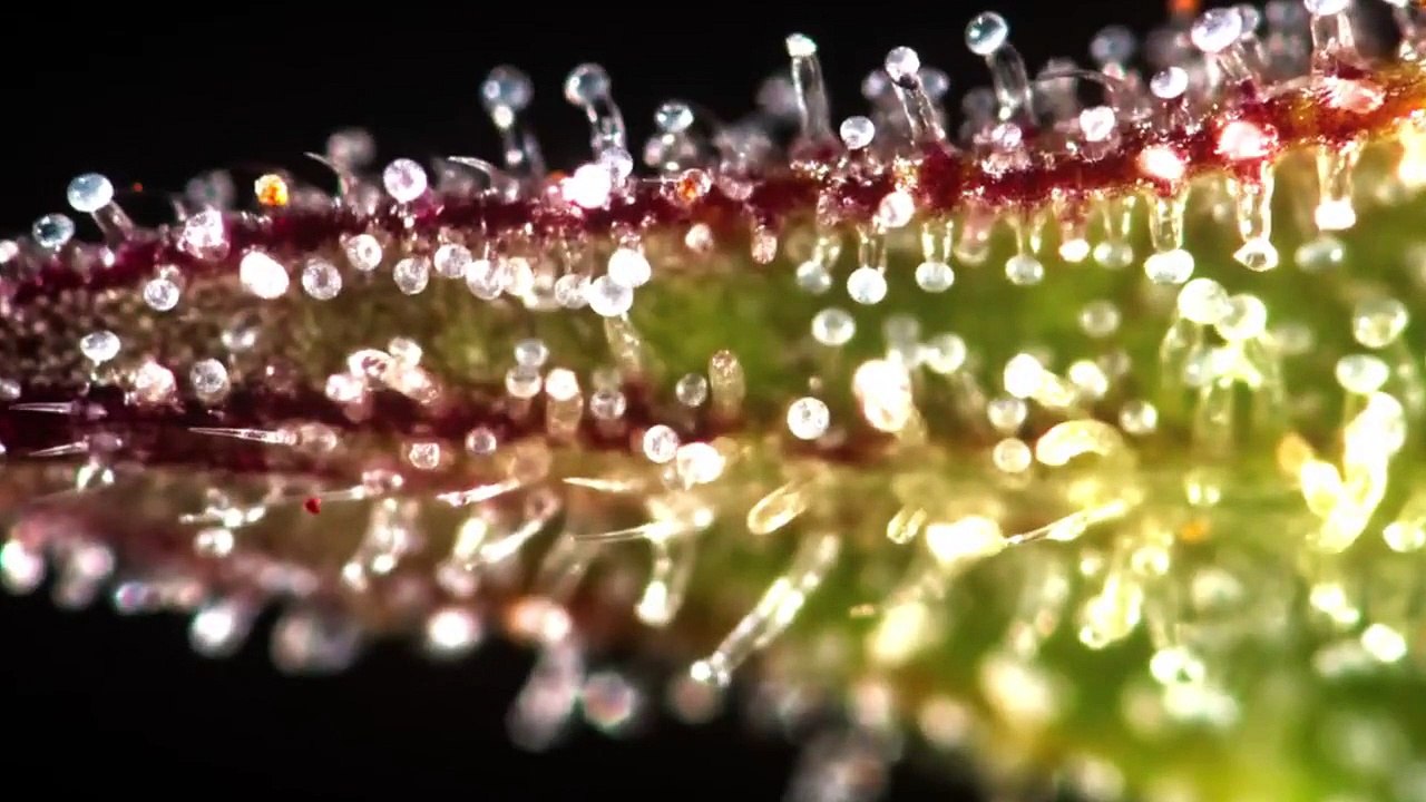 Explained - Se1 - Ep12 HD Watch