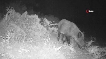 Yaban hayatı doğa tutkununun kamerasına böyle yansıdı