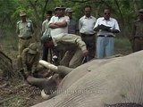 Killed for ivory - poached elephant in India