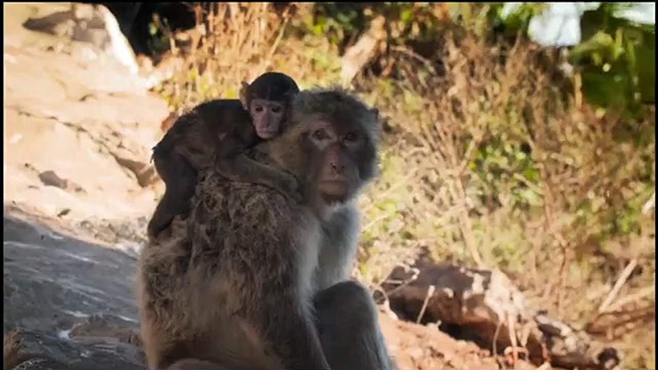 Animal Empires - Se1 - Ep01 - Family HD Watch