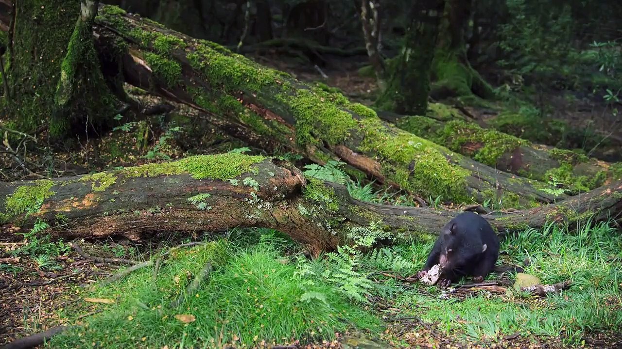 Animal - Se1 - Ep03 - Marsupials HD Watch