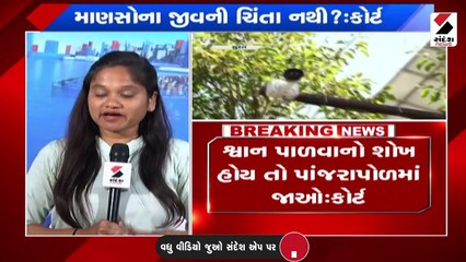 કૂતરા પાળવાનો શોખ હોય તો પાંજરાપોળમાં જાવ: હાઈકોર્ટ