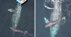 En Californie, une baleine grise a donné naissance à son petit devant un groupe de touristes