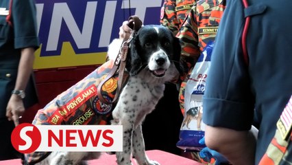 Certificate of appreciation for Batang Kali landslide firefighters and K9 unit dogs