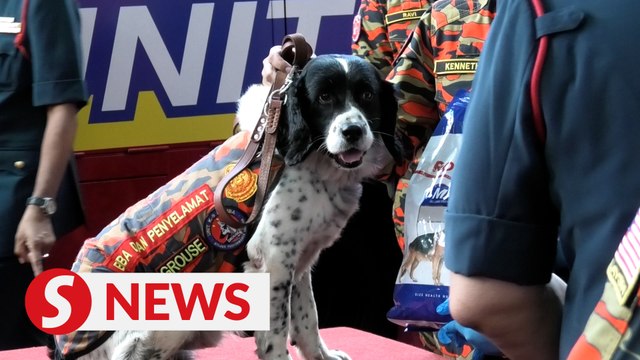 Certificate of appreciation for Batang Kali landslide firefighters and K9 unit dogs