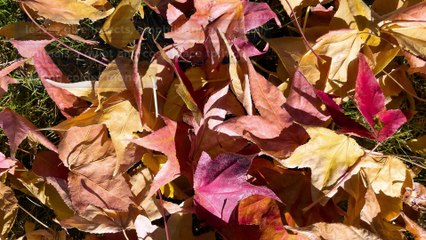 Get Involved: Watch our top tips on how to help wildlife in your local area