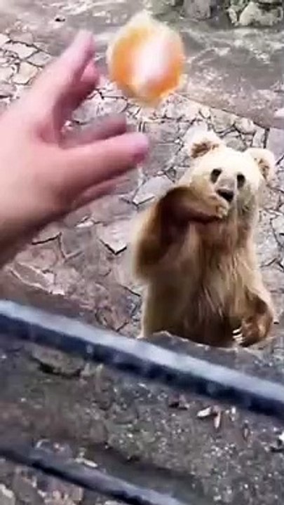 Aidez un ours affamé