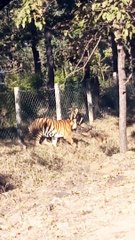 रोमांच और डर : स्कूली ब'चों के वाहन के सामने आया बाघ