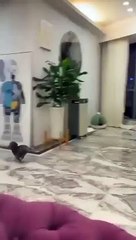 Ce Chien est excité  pour aller dehors !