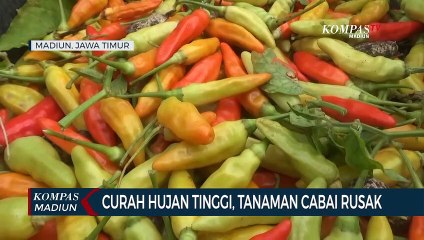 Curah Hujan Tinggi, Tanaman Cabai Rusak
