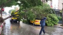 Antalya'da fırtınaya dayanamayan ağaç araçların üzerine devrildi