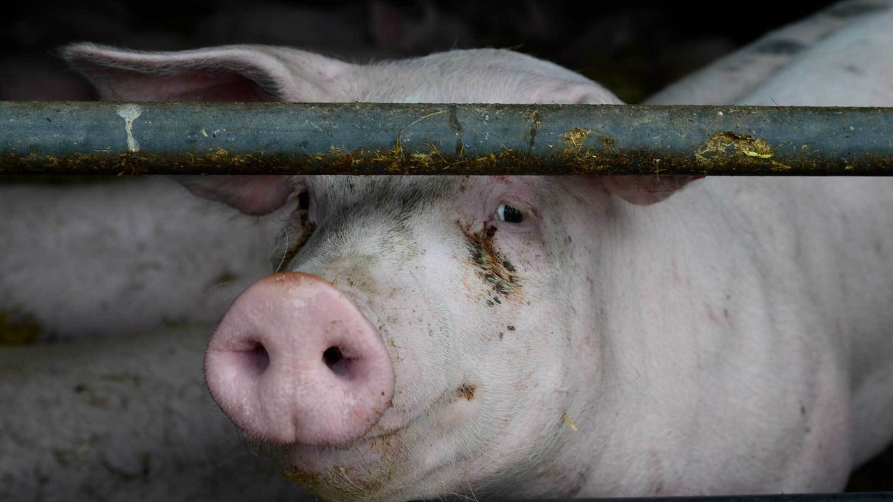 Warum es nicht reicht, nur kein Fleisch mehr zu essen