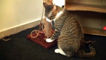 A Playful Cat