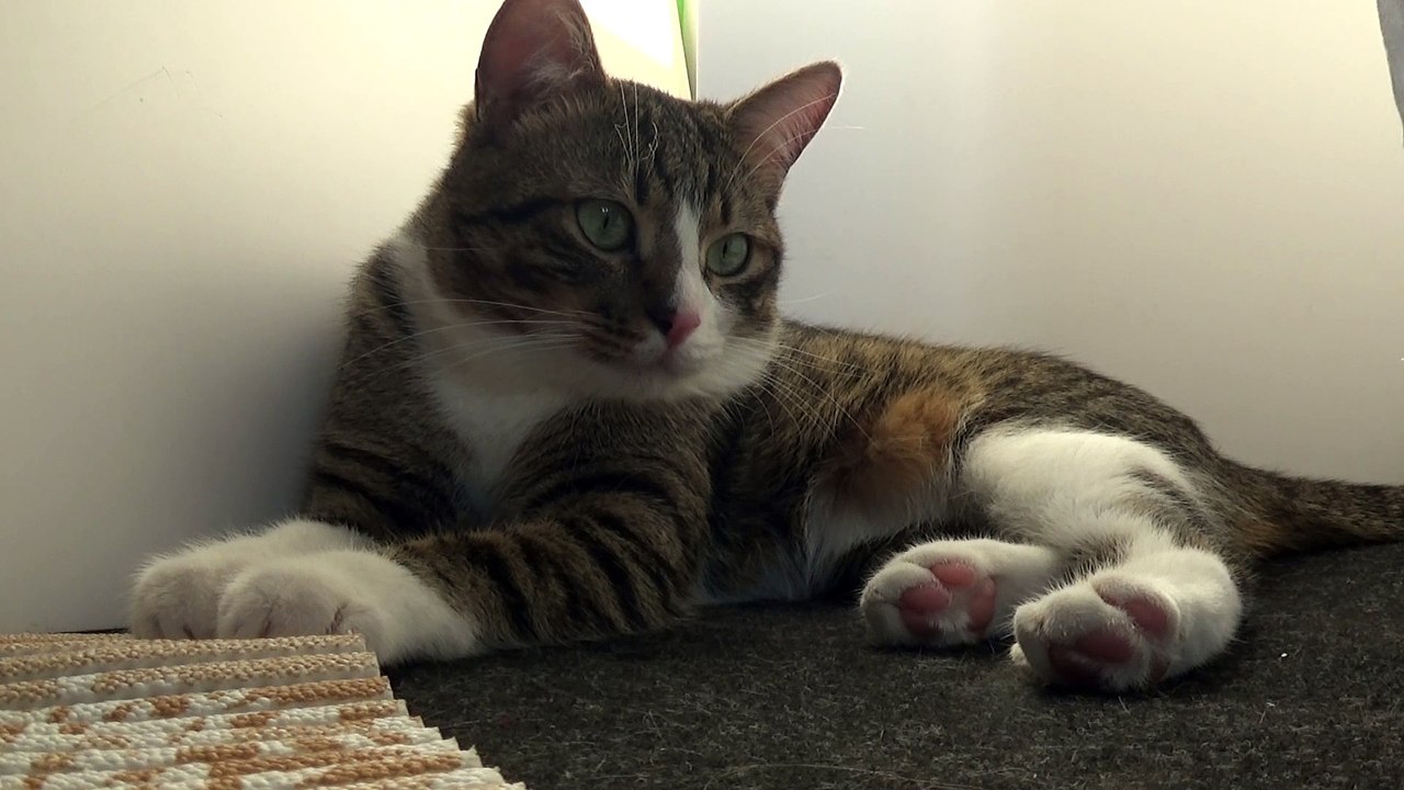 A Small Tiger with Big Paws