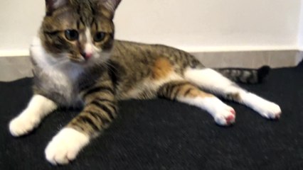 Cute Cat Sees the Feather Wand