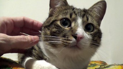 Funny Cat Makes a Weird Noise