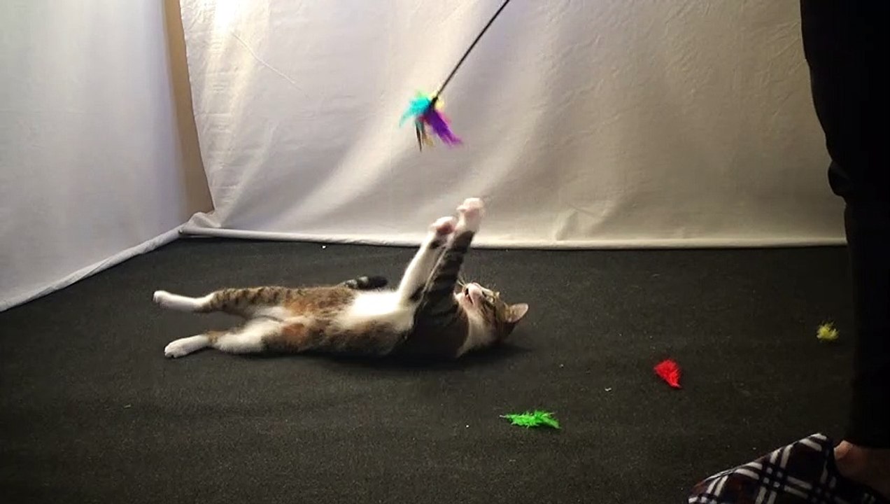 Little Playful Cat