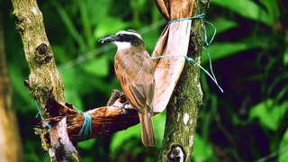 008 Beautiful Bird With Relaxing Music and Nature