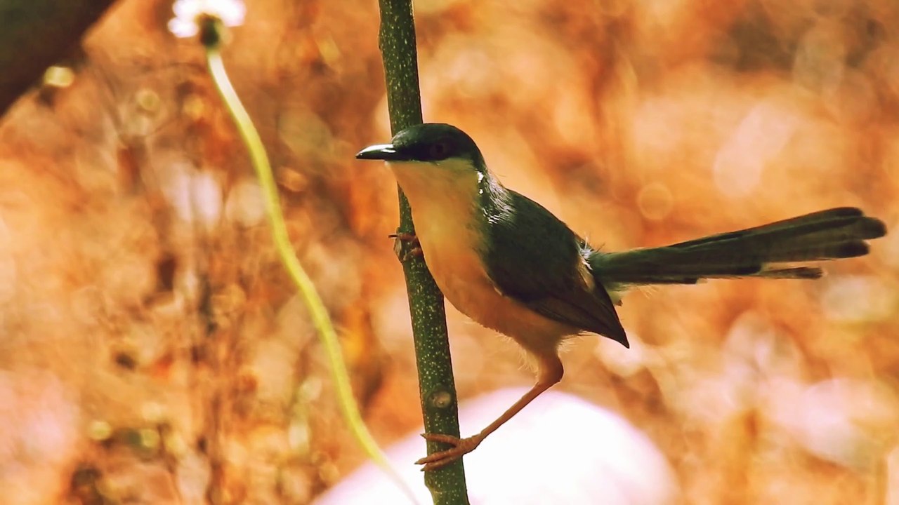 009 Beautiful Bird With Relaxing Music and Nature