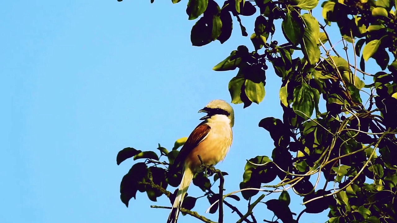 006 Beautiful Bird wITH Relaxing Music and Nature