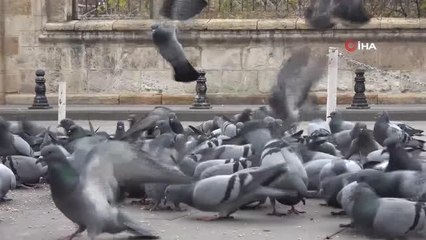 Sivas'taki kuş vakfiyesi 8 asırdır ayakta