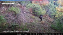 Lupo insegue cinghiali nel Parco Nazionale delle Foreste Casentinesi