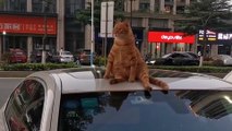 Cats know martial arts and no one can stop them, the third episode of the funny series, I can't stop laughing