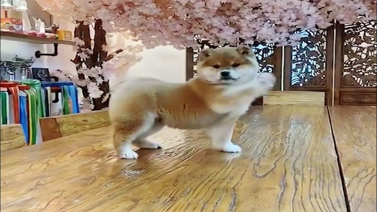 Don’t listen to this Divine Comedy for your dog. As soon as the music starts, the dog dances on the stage, and I’m already bursting out laughing