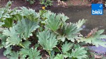 Roland Motte, jardinier : le gunnera, une rhubarbe à feuilles géantes