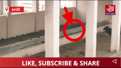 गौशाला में चारा पानी की अव्यवस्थाओं के कारण काल के गाल में समाए गौपशु