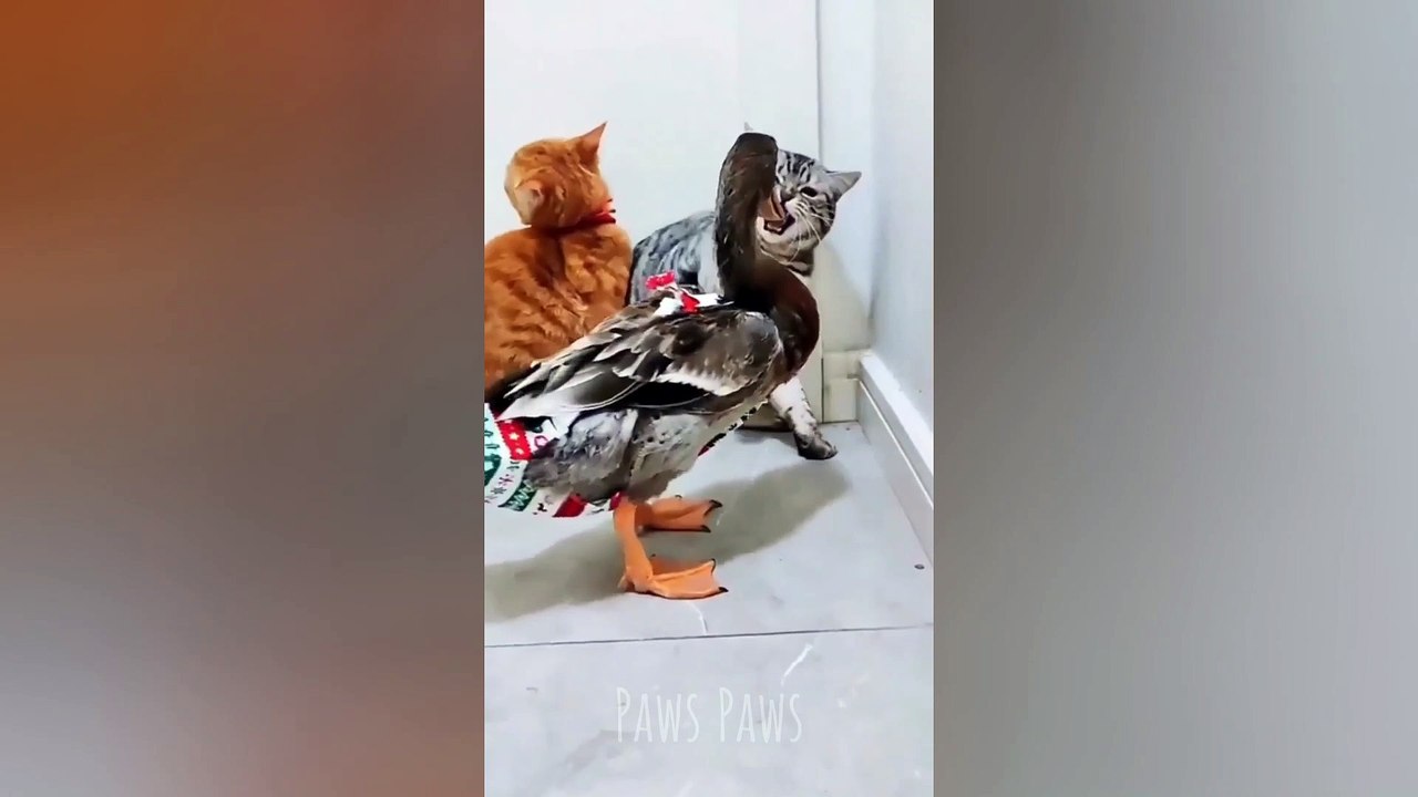 hey, fluffy 
