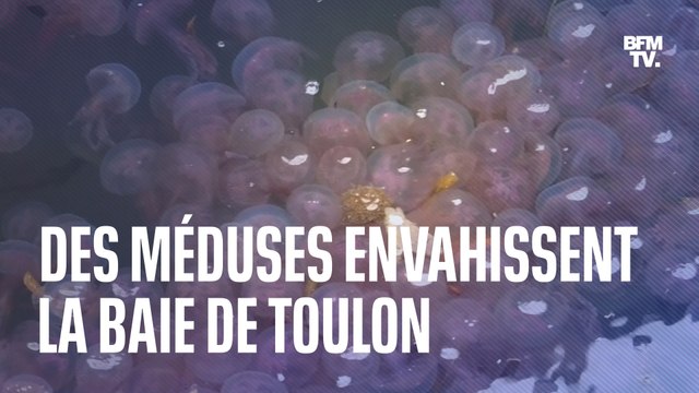 Des méduses envahissent la baie de Toulon en plein mois de janvier