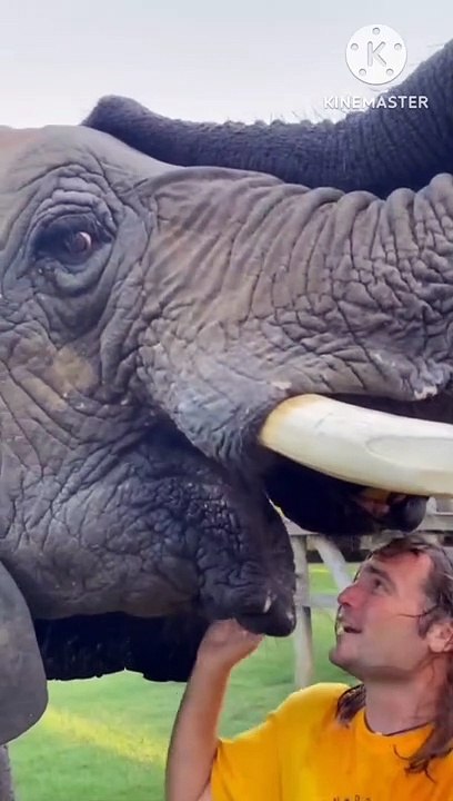 Funny elephant  reversed video