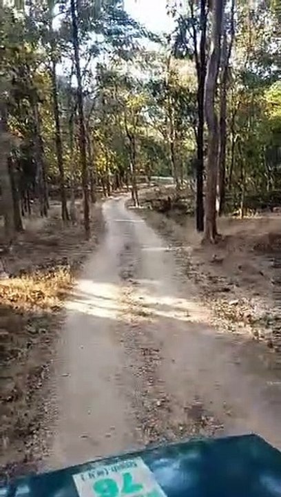 चार शावकों के साथ नजर आई बाघिन