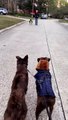 2 chiens en rencontrent un chien mécanique (Boston Dynamics)