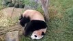 Pandas trying to make themselves extinct  Funny fails compilation