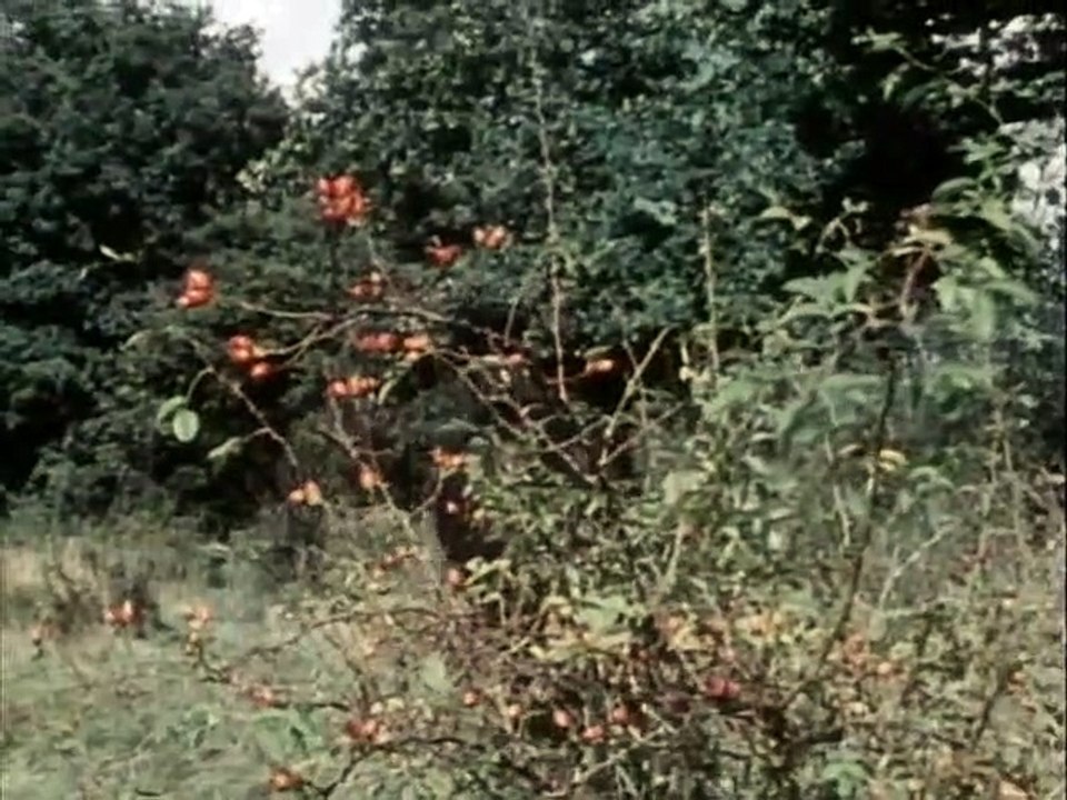 Black Beauty Staffel 2 Folge 9