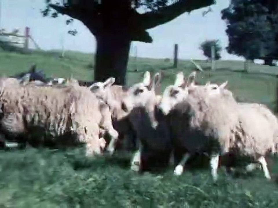 Black Beauty Staffel 2 Folge 10