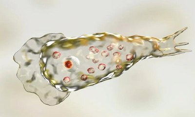 ظهور أول حالة إصابة بـ "الأميبا آكلة الدماغ" في دولة آسيوية