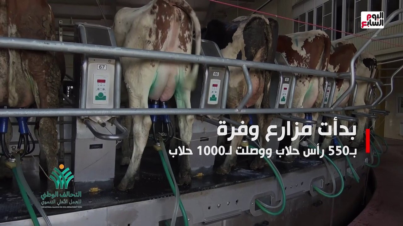 مزارع وفرة للانتاج الحيوانى.. ذراع الخير لإنتاج الألبان واللحوم للمحتاجين