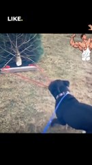 Hilarious Dog Moments 2023-Funny Dogs video