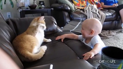 Try Not To Laugh Challenge - Funny and Cute CAT Videos Compilation