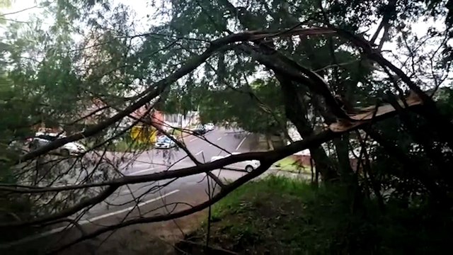Galho caído interdita parte da via na Rua Londrina