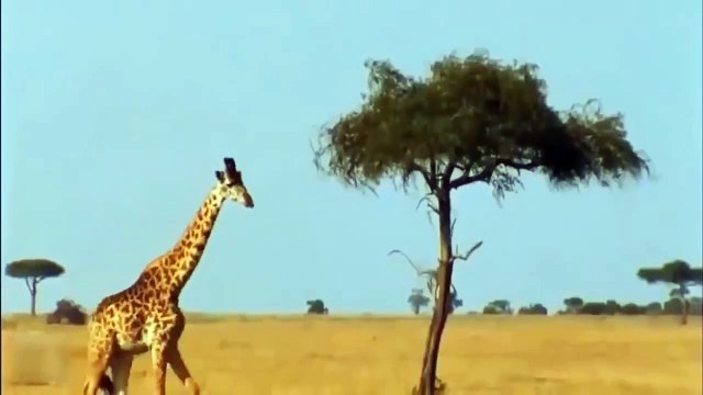 Animal War ►Giraffe Kicking Lions►Buffalo Mother Killed The Old Lion Trying To Eat Her Baby