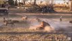 Big Battle Of Wild Dogs vs Lion ►Wild Dog Vs Wild Buffalo ►Jaguar & Wild Dog Fighting For Prey