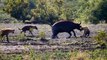 Buffalo Vs Lion; Leopard Receives Fierce Attacks From The Buffalo Herd