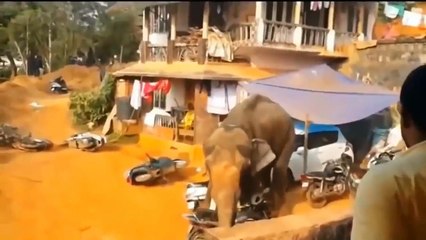 ELEPHANT - When The Largest Animal On Earth Going Mad, Butting And Attack Everything - Lion, Car ...