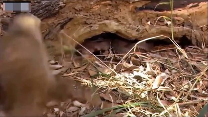 King Cobra Vs King Mongoose ► Cobra is Punished When Deliberately Spraying Venom Into Mongooses